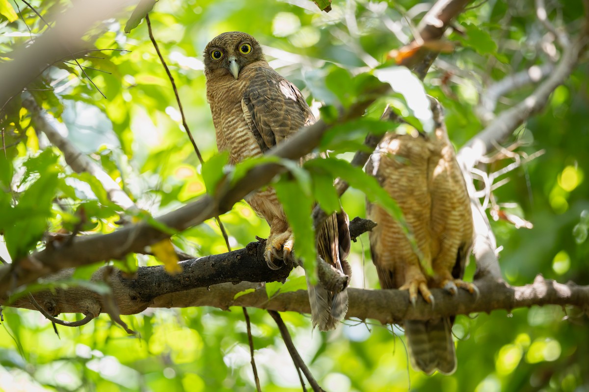 Rufous Owl - ML641685350