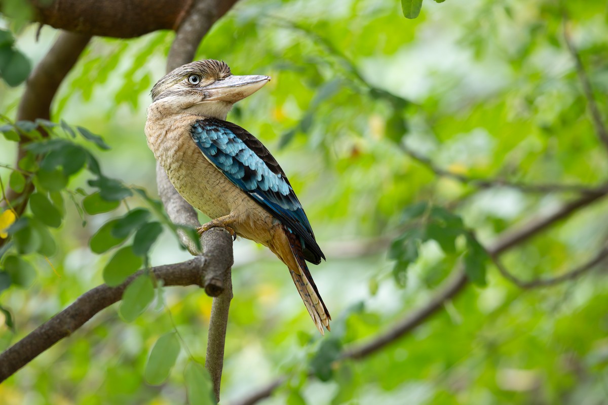 Blue-winged Kookaburra - ML641685368