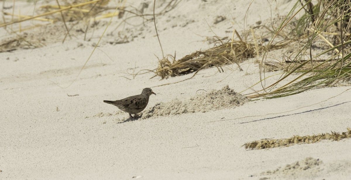Common Ground Dove - ML641685417
