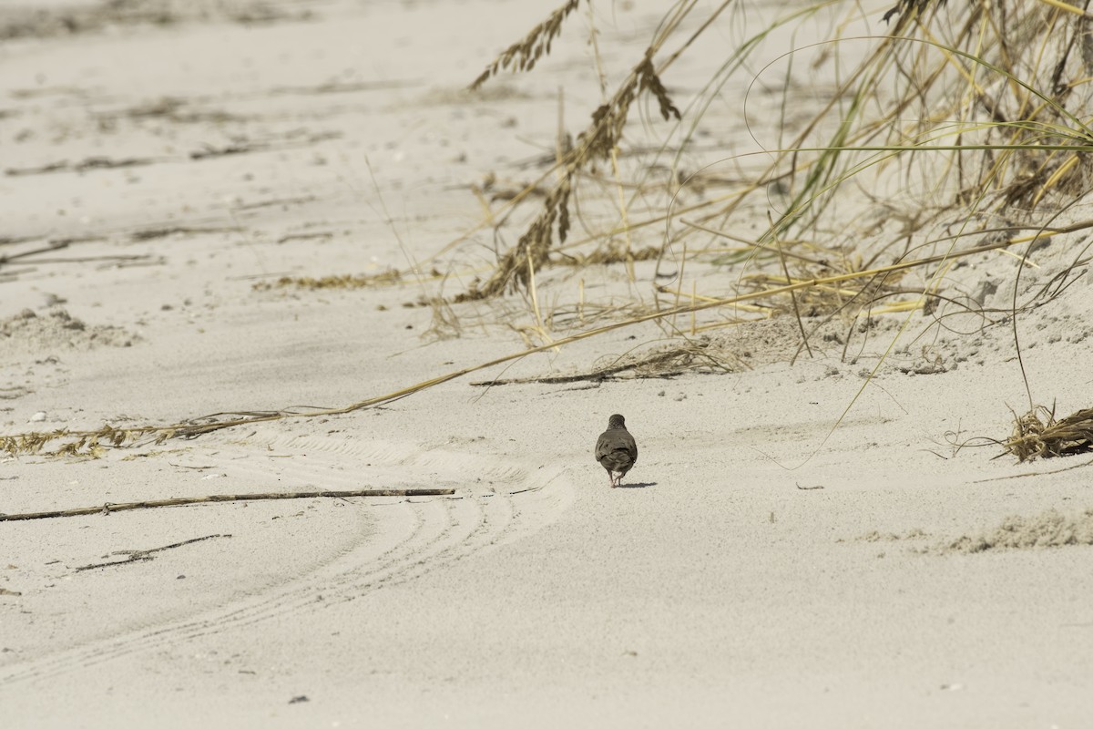 Common Ground Dove - ML641685418