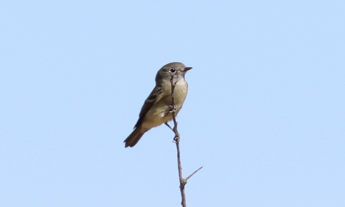 Ruby-crowned Kinglet - ML641685441