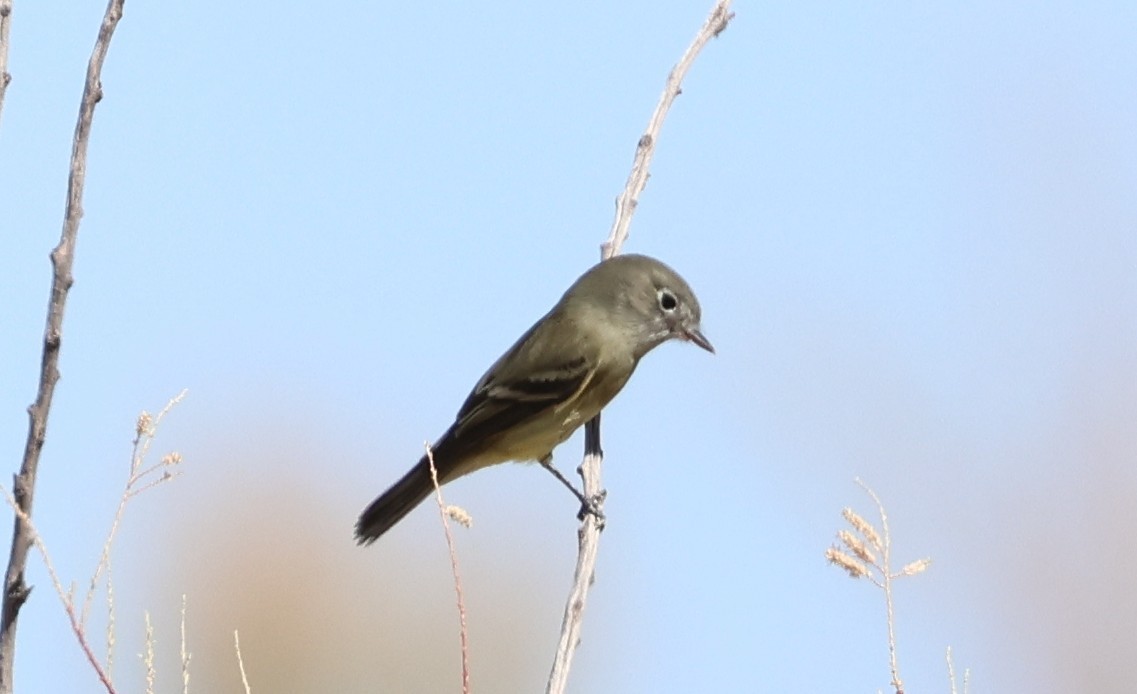 Ruby-crowned Kinglet - ML641685443