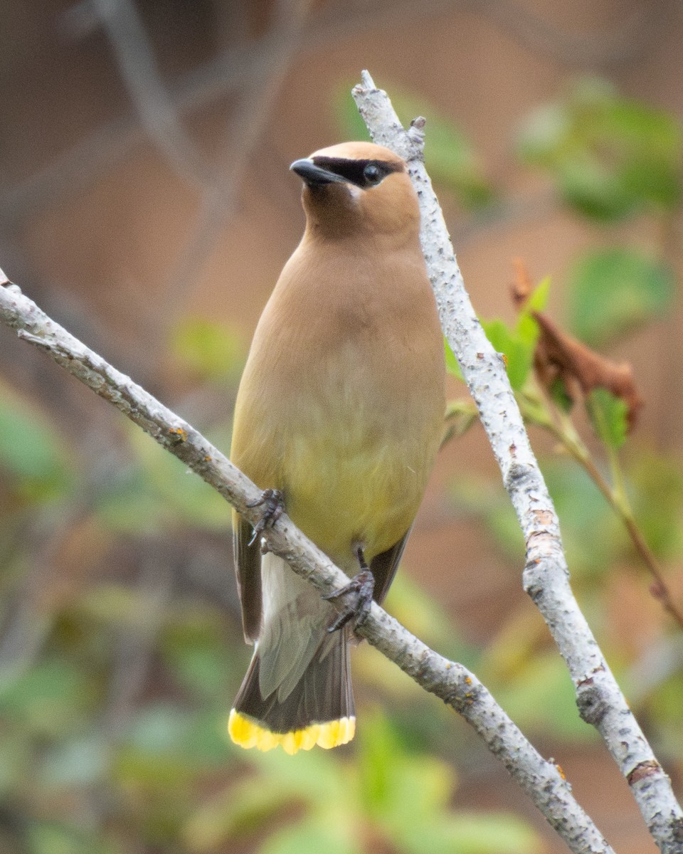 Cedar Waxwing - ML641685460