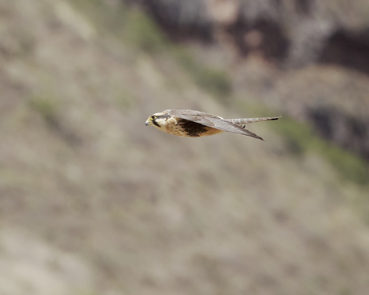 Aplomado Falcon - ML641685478