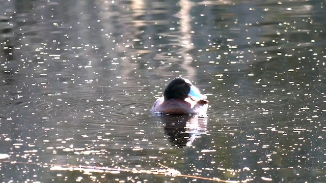 Blue-billed Duck - ML641685489