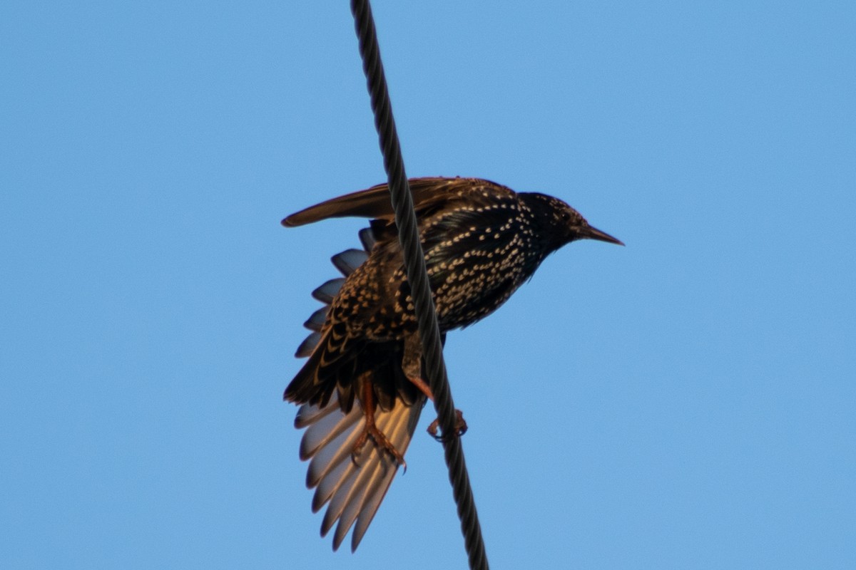 European Starling - ML641685499