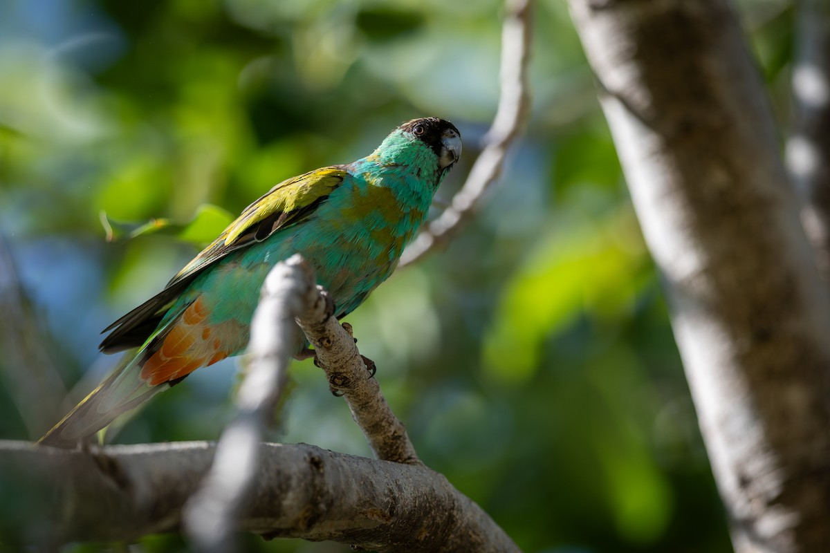 Hooded Parrot - ML641685566