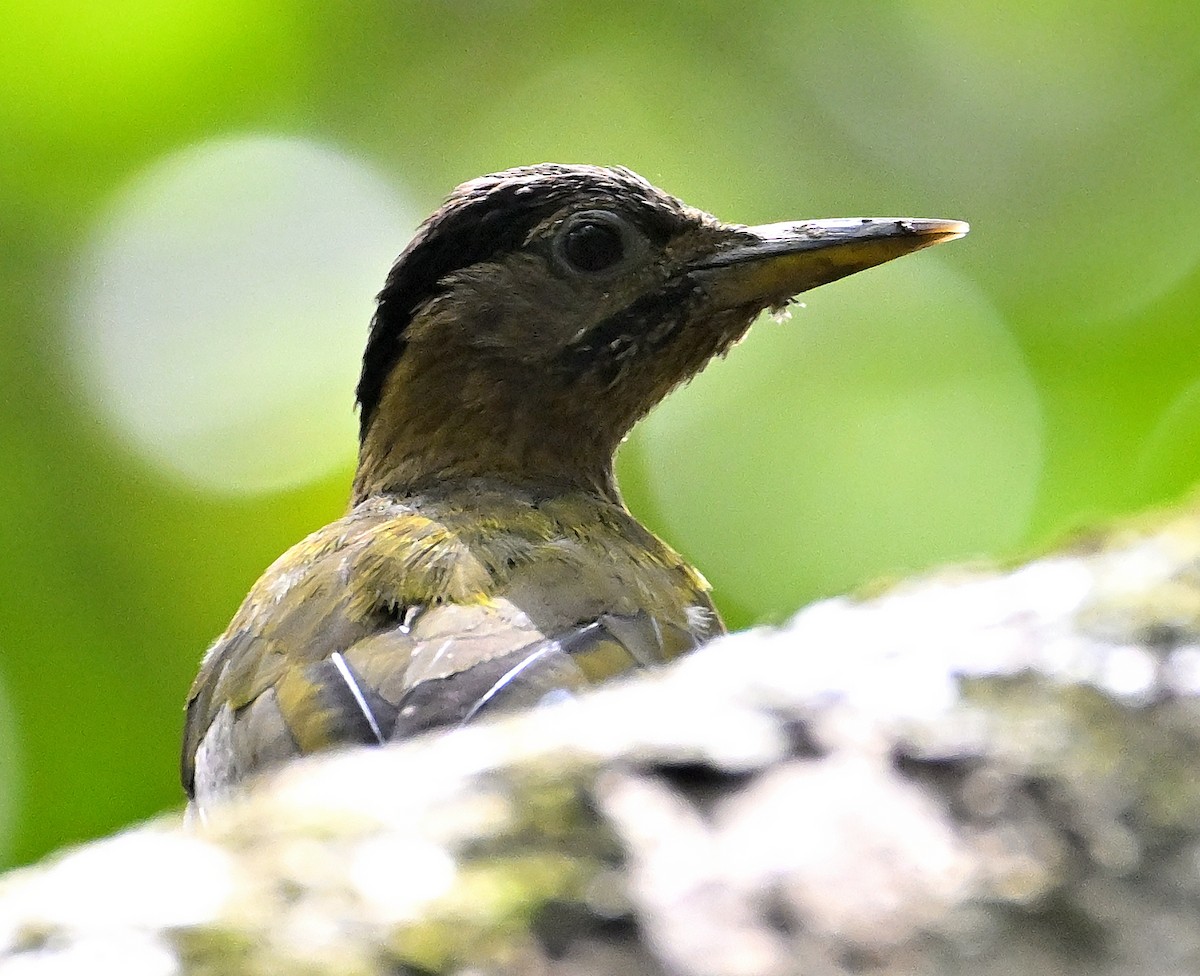 Streak-breasted Woodpecker - ML641685570