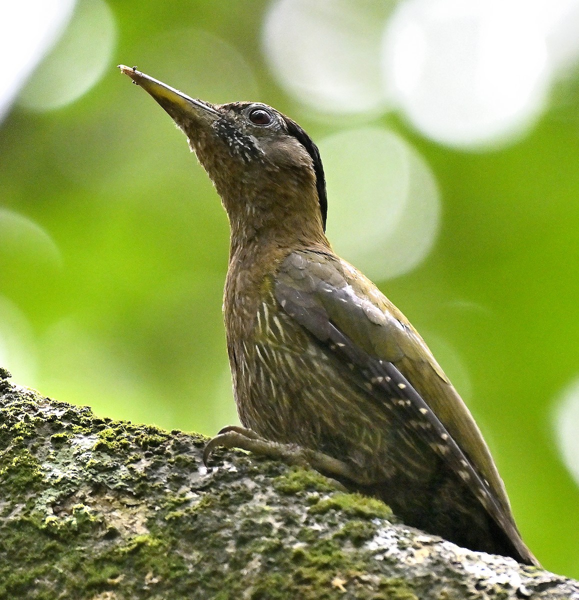 Streak-breasted Woodpecker - ML641685572