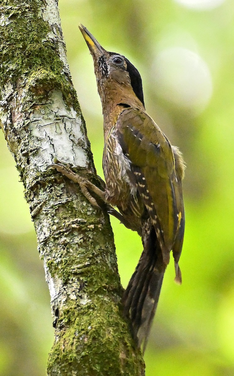 Streak-breasted Woodpecker - ML641685573