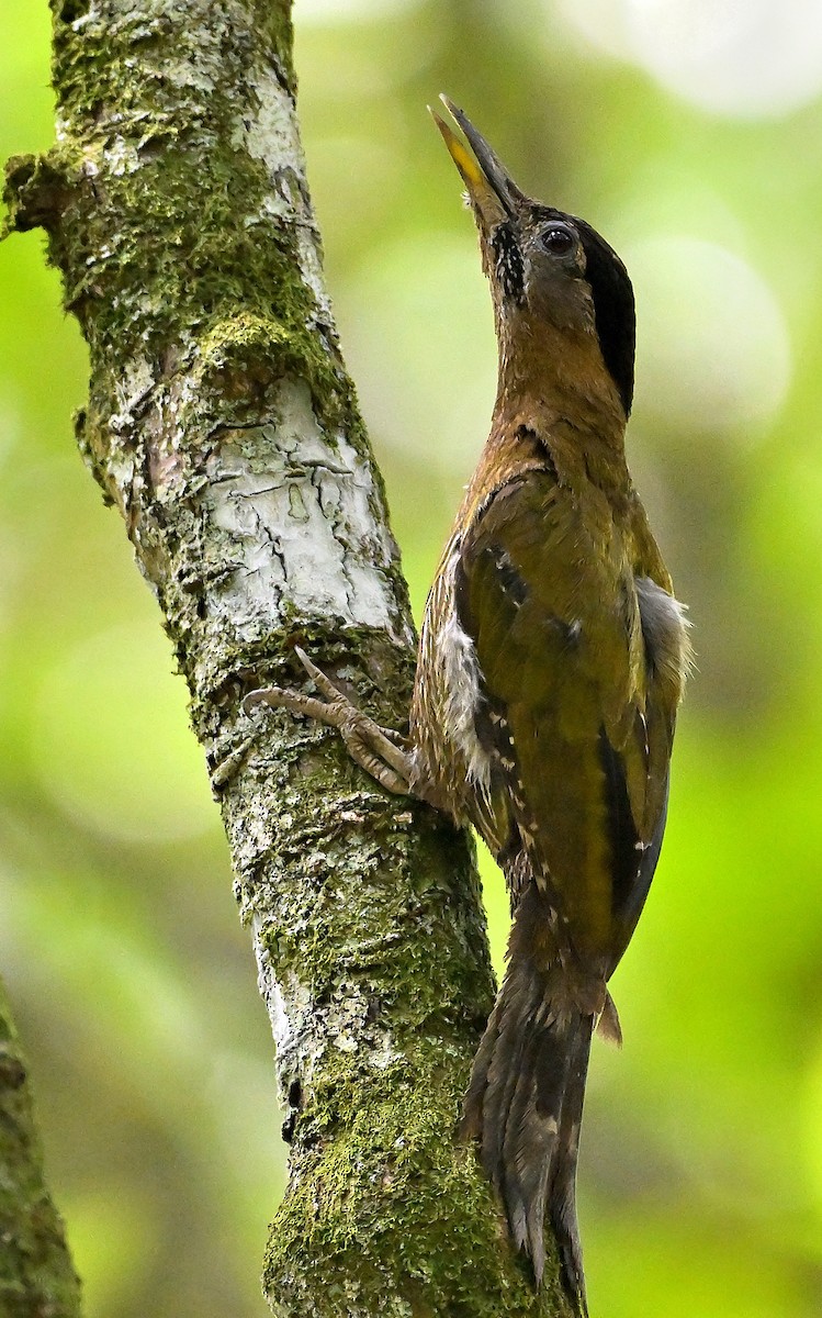 Streak-breasted Woodpecker - ML641685574