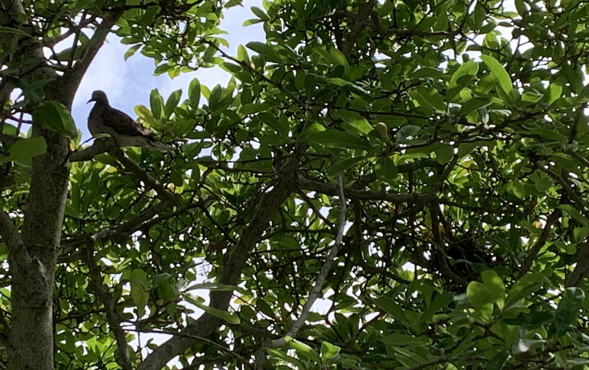 Mourning Dove - ML641685613