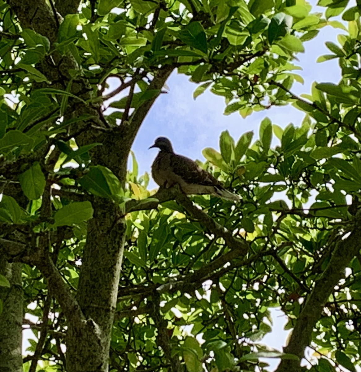 Mourning Dove - ML641685616