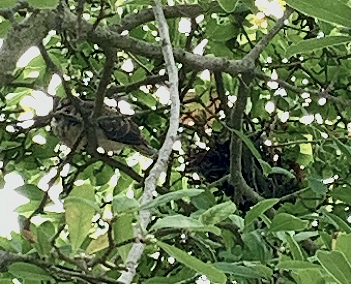 Mourning Dove - ML641685629