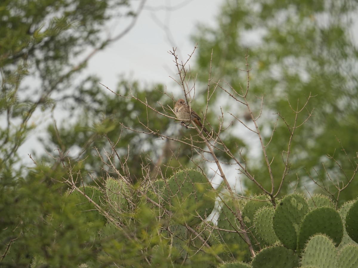 Toquí Pardo - ML641685646