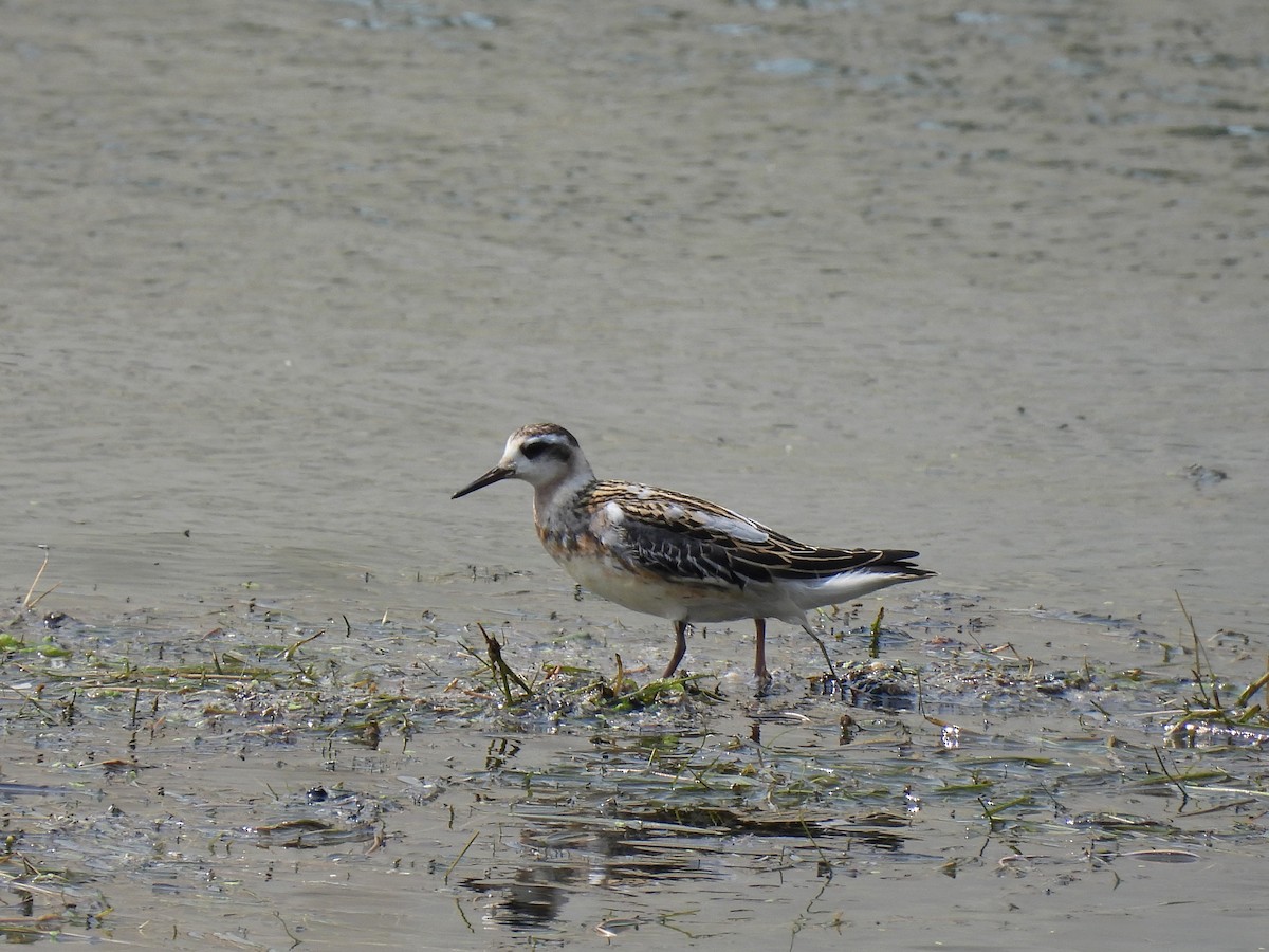 Red Phalarope - ML641685650