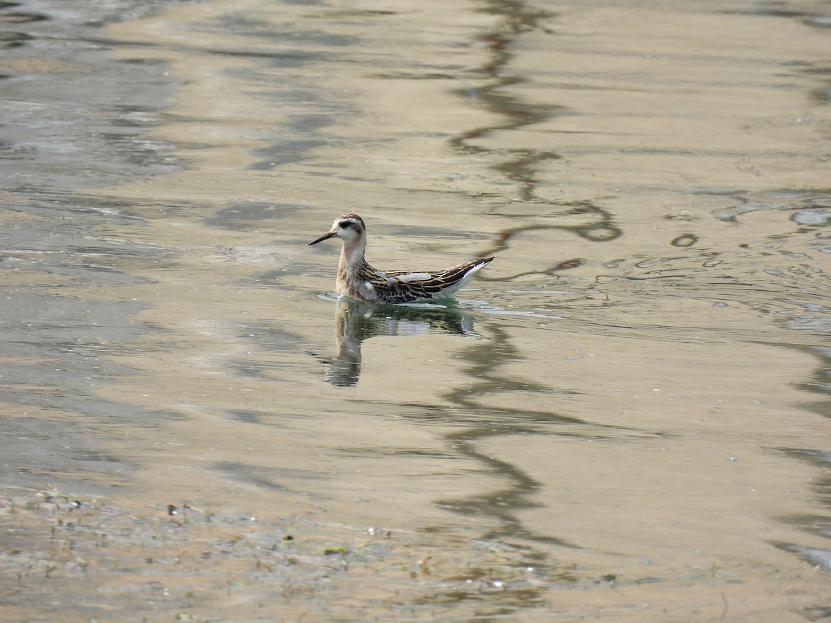 Red Phalarope - ML641685662