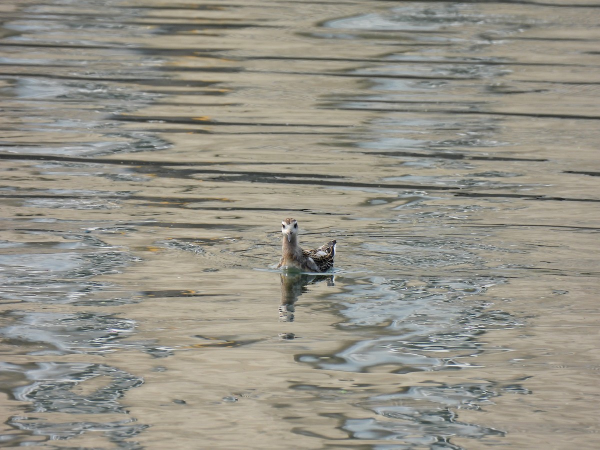 Red Phalarope - ML641685663