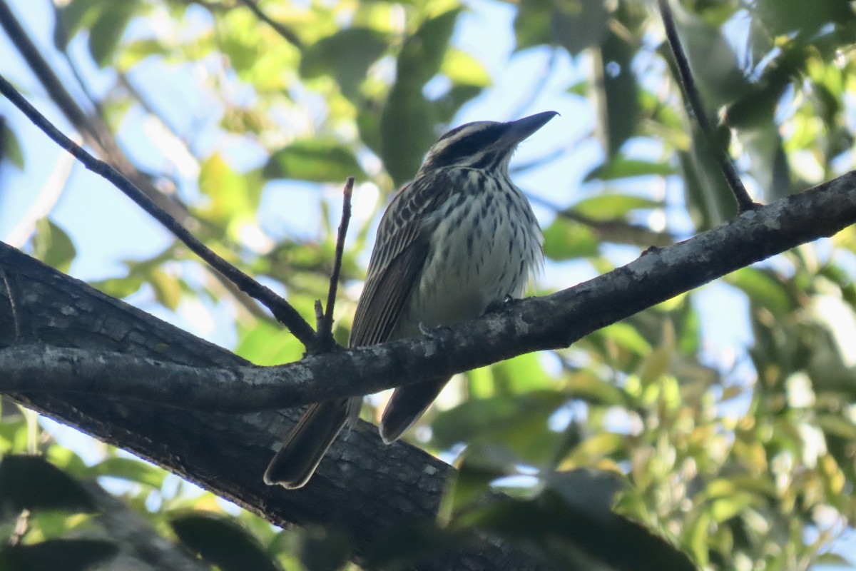 Streaked Flycatcher - ML641685684