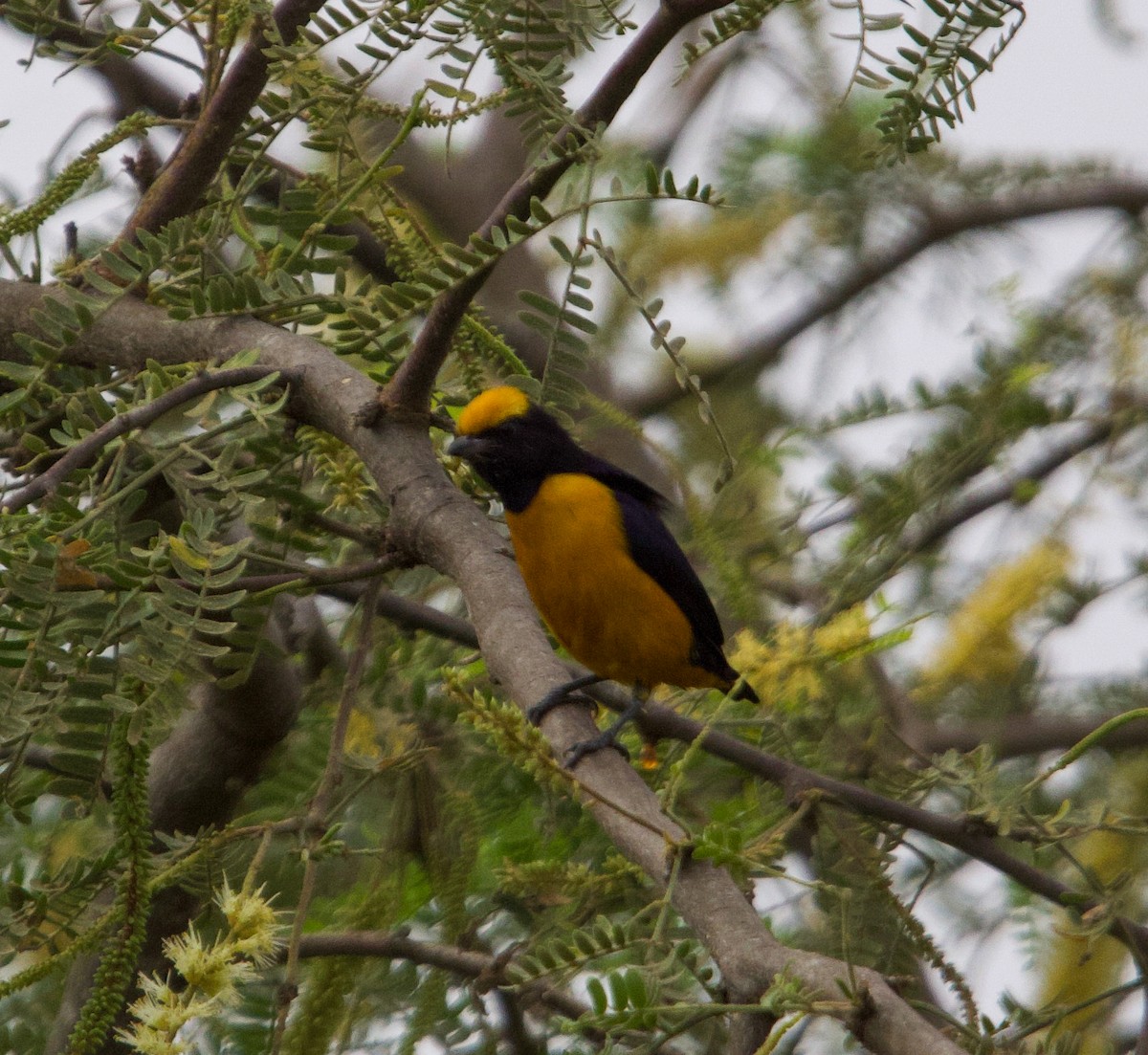Orange-crowned Euphonia - ML641685705