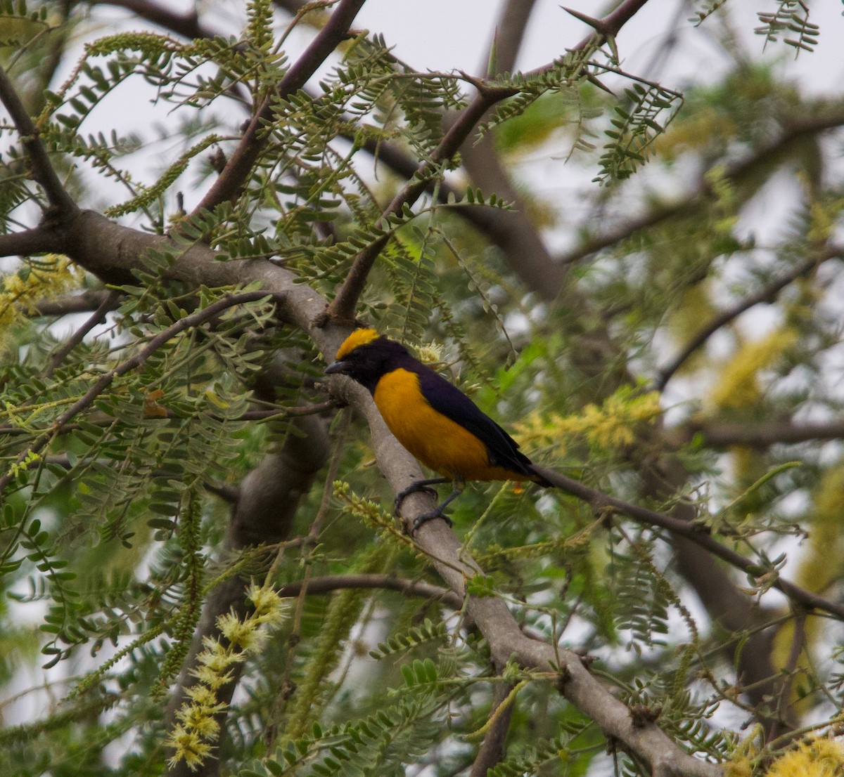 Orange-crowned Euphonia - ML641685707