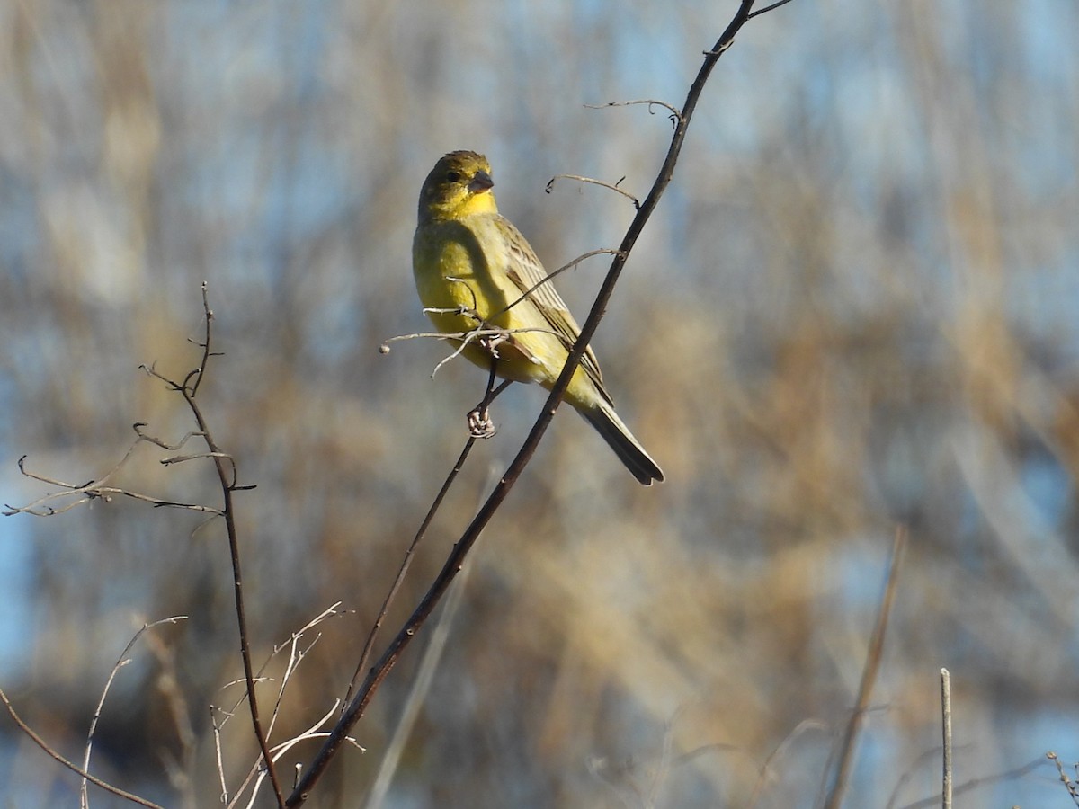 Grassland Yellow-Finch - ML641685711