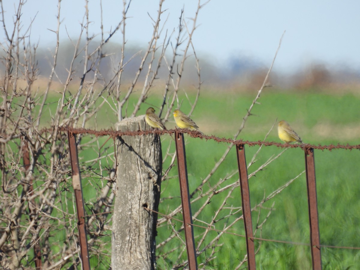 Grassland Yellow-Finch - ML641685716