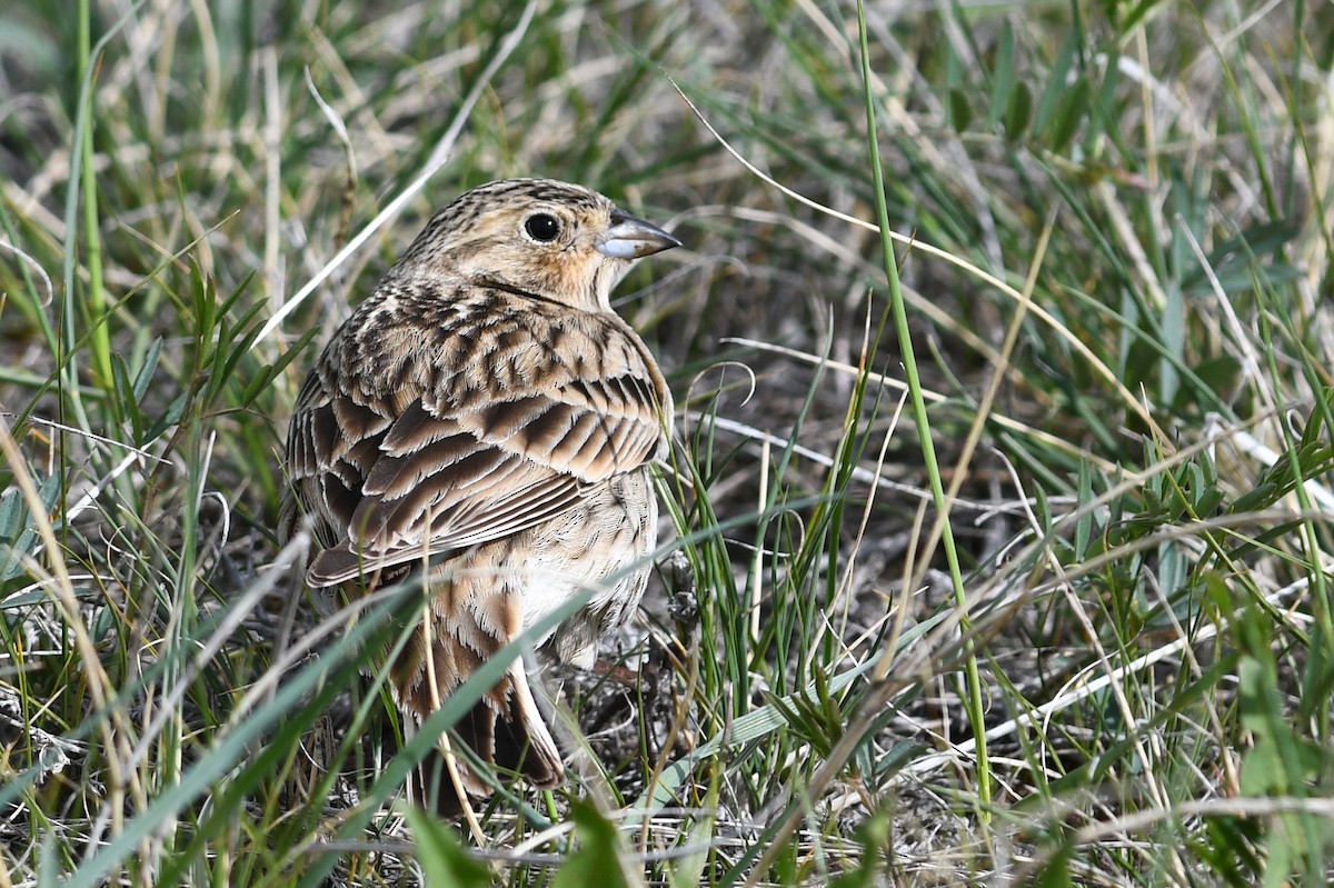 Chestnut-collared Longspur - ML641685728