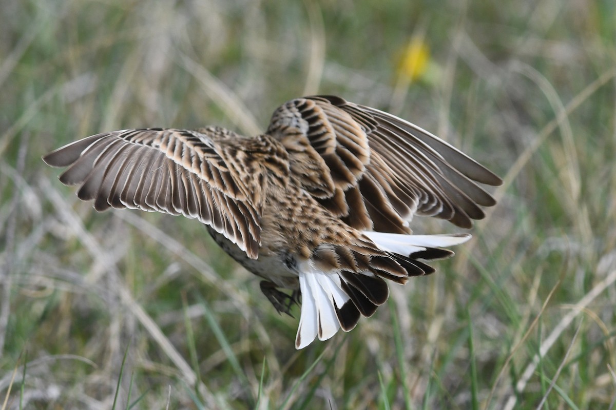 Chestnut-collared Longspur - ML641685729