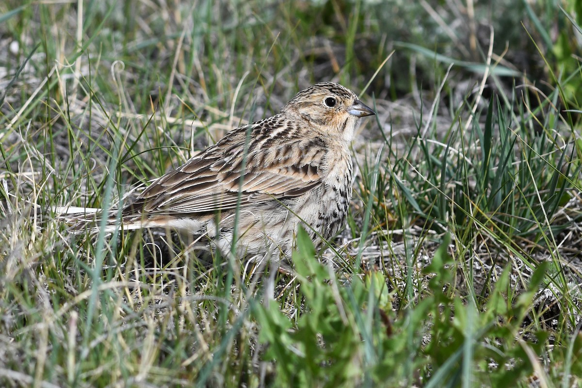 Chestnut-collared Longspur - ML641685730