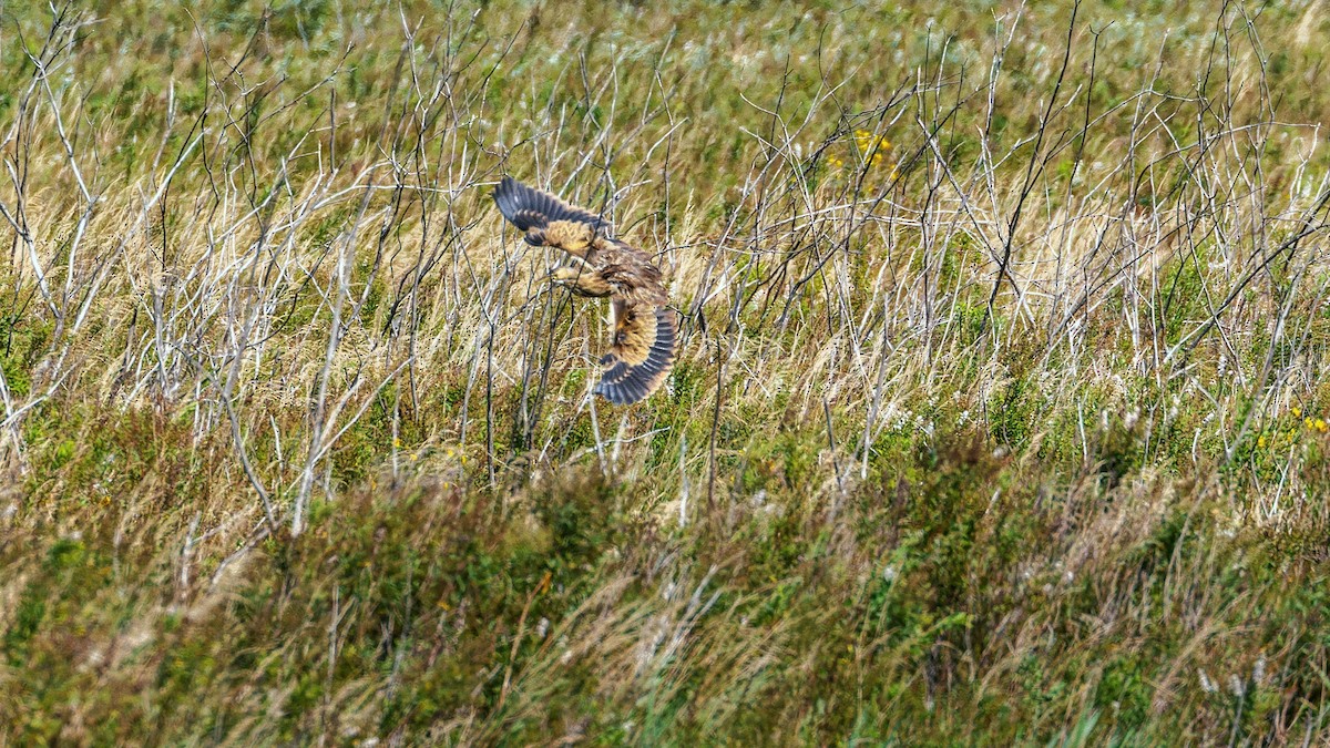 American Bittern - ML641685766