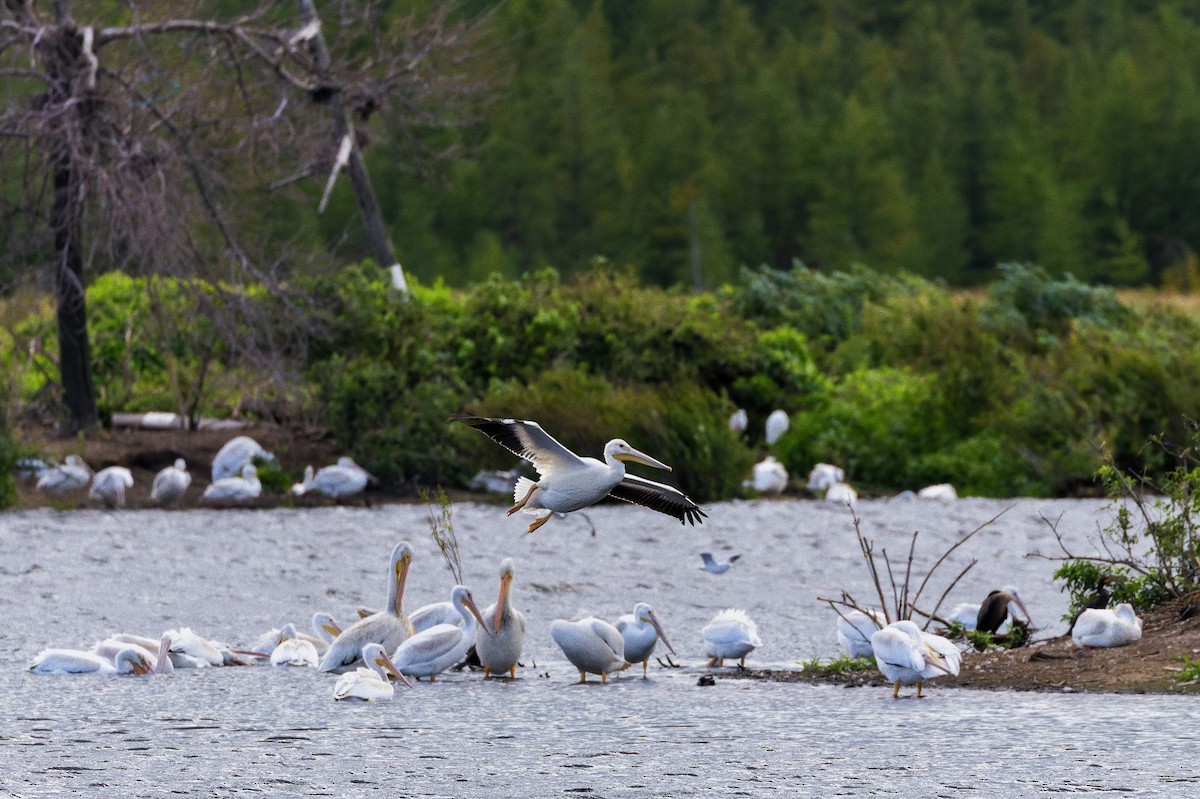American White Pelican - ML641685772