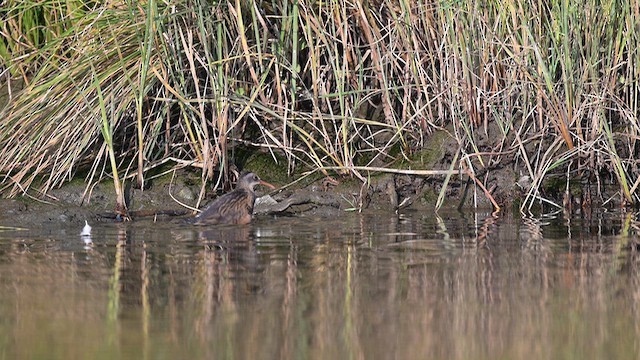 Virginia Rail - ML641685788