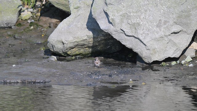 Song Sparrow (rufina Group) - ML641685794