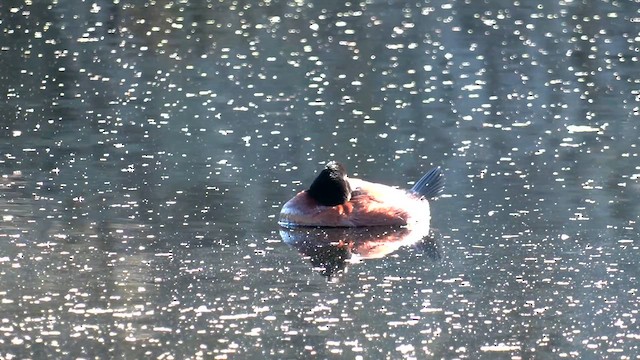 Blue-billed Duck - ML641685811