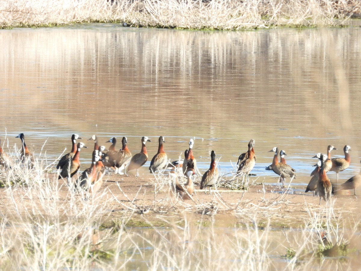 Dendrocygne veuf - ML641685826