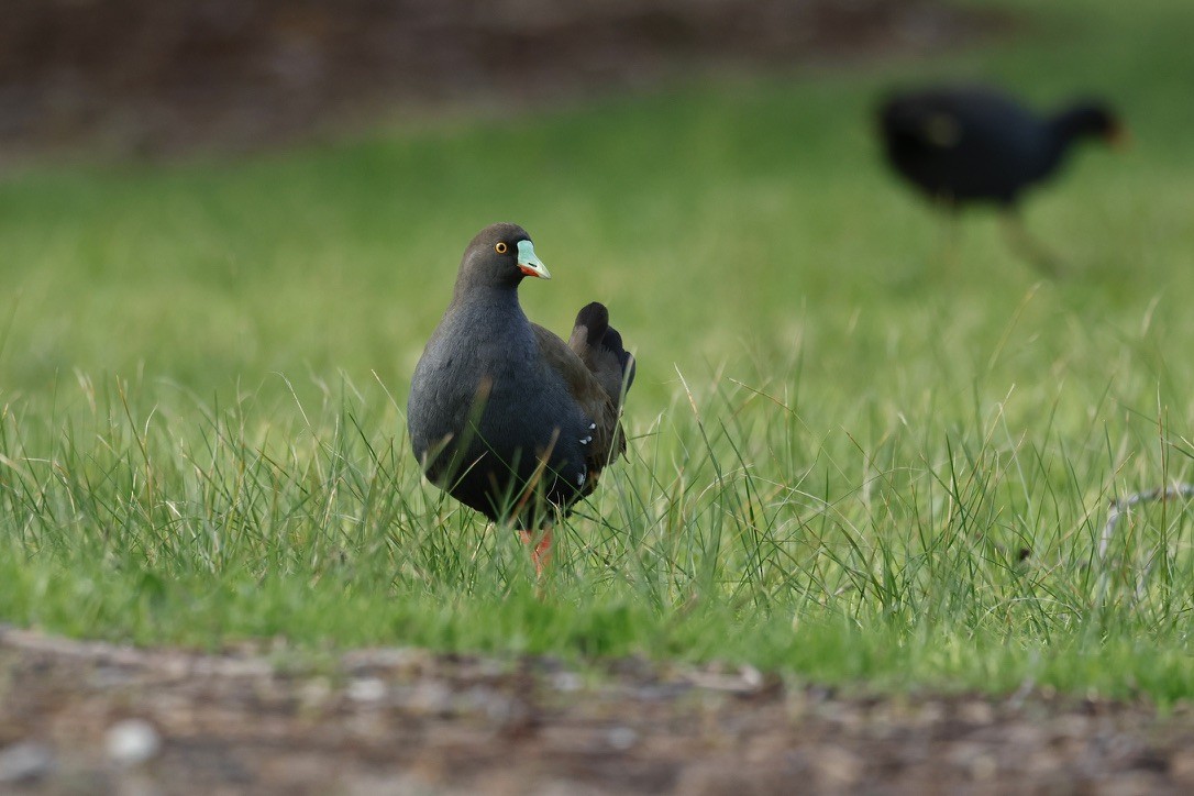 Black-tailed Nativehen - ML641685831