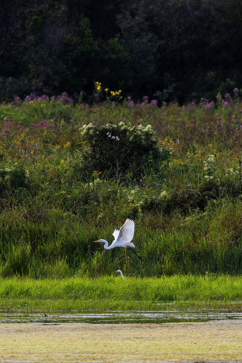 Little Blue Heron - ML641685834