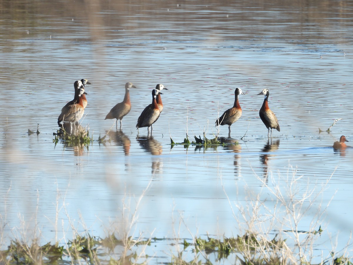 Dendrocygne veuf - ML641685835
