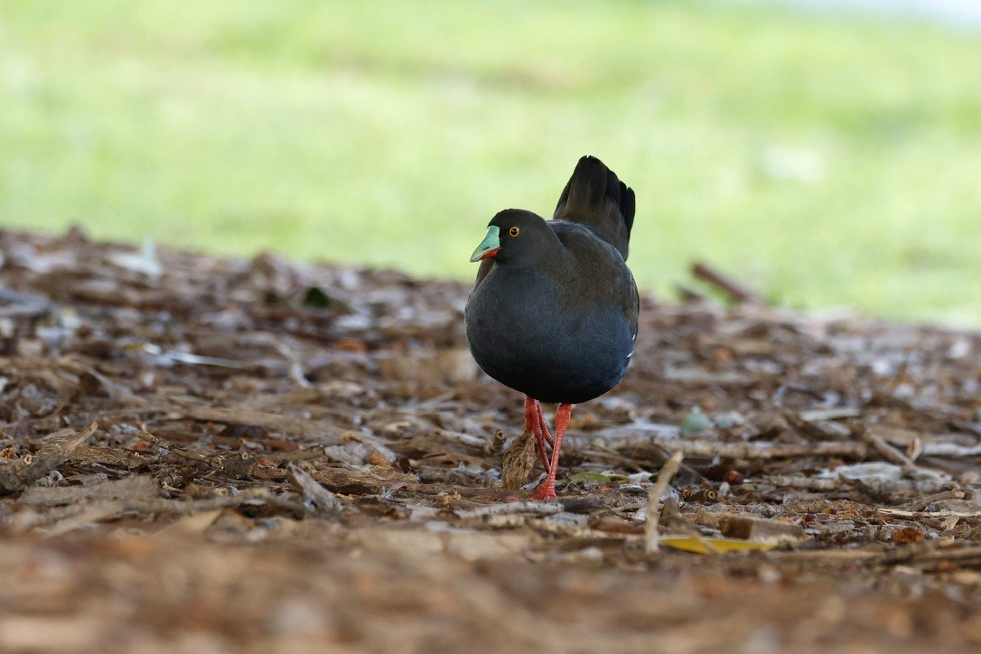 Black-tailed Nativehen - ML641685840