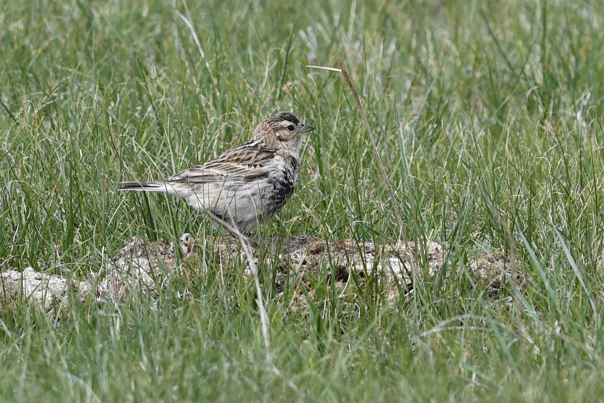 Chestnut-collared Longspur - ML641685852