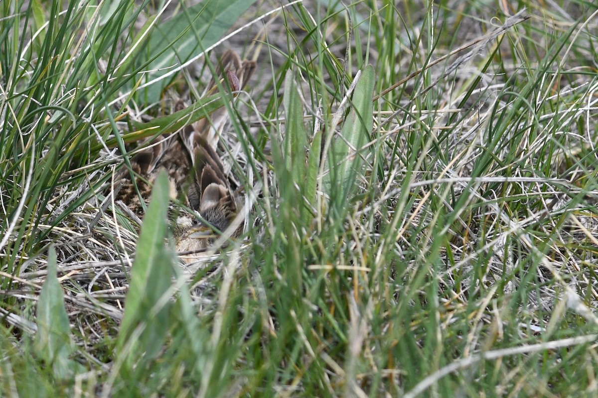 Chestnut-collared Longspur - ML641685853