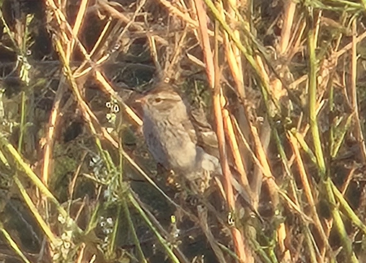 Chipping Sparrow - ML641685885
