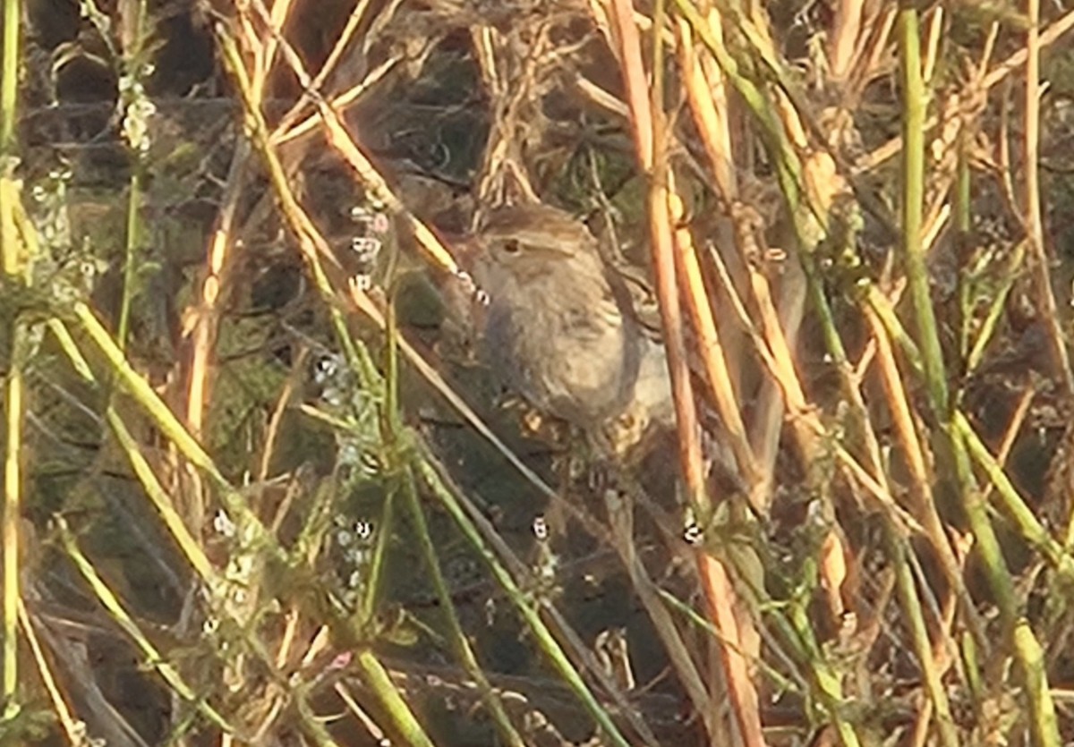 Chipping Sparrow - ML641685886