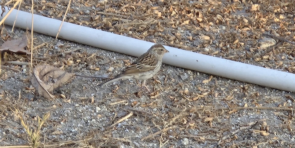 Chipping Sparrow - ML641685887