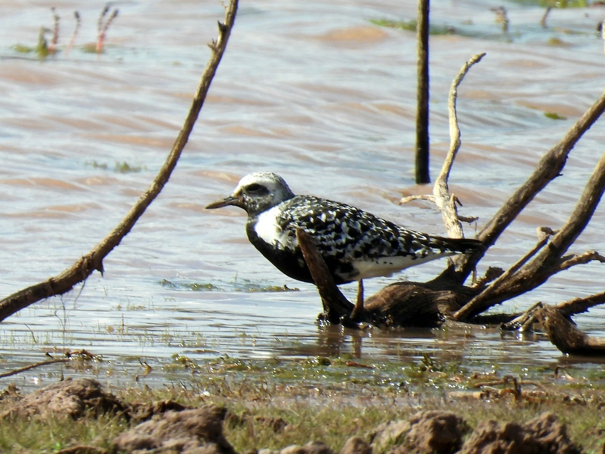 Black-bellied Plover - ML641685895