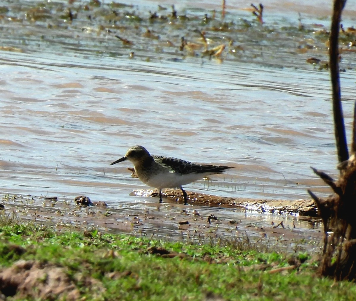 Baird's Sandpiper - ML641685898