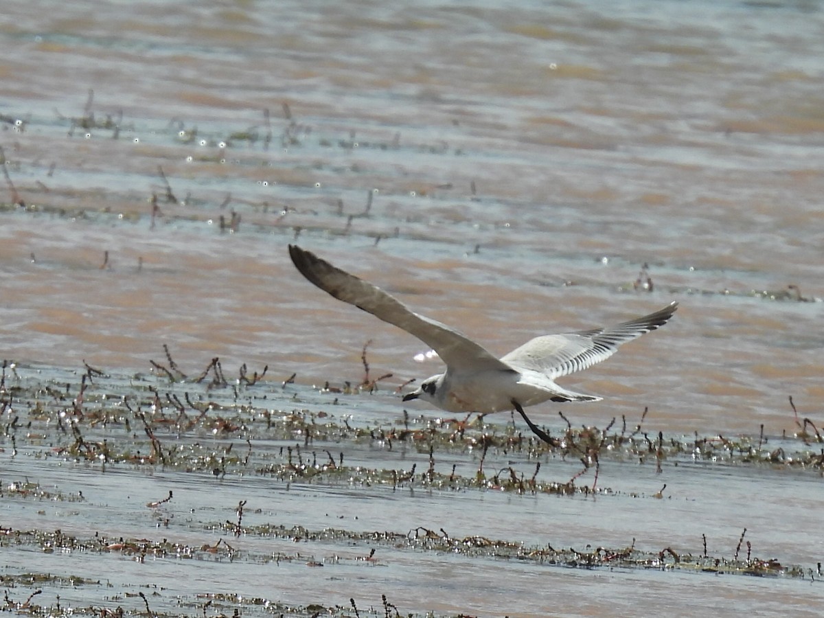 Franklin's Gull - ML641685907