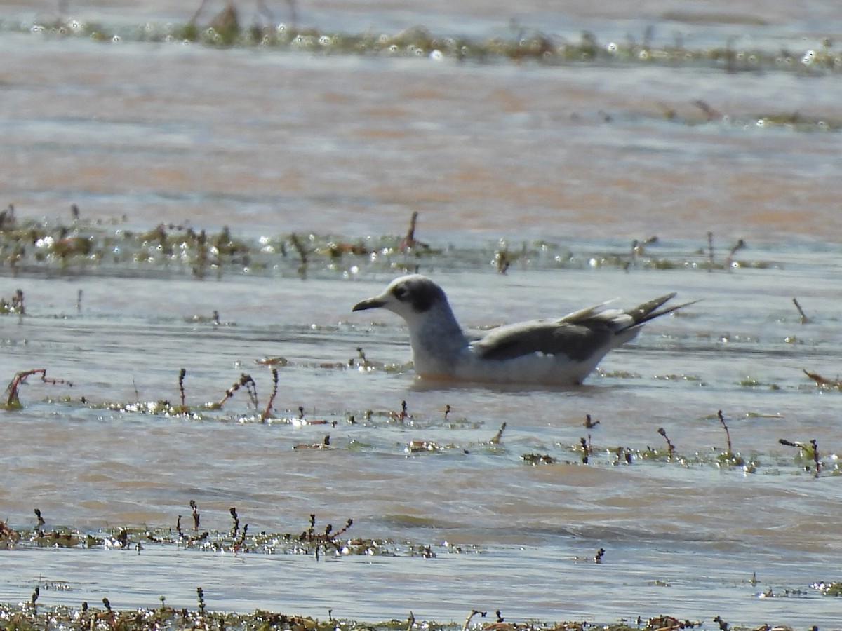 Franklin's Gull - ML641685912
