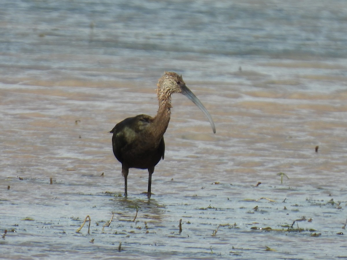 White-faced Ibis - ML641685918